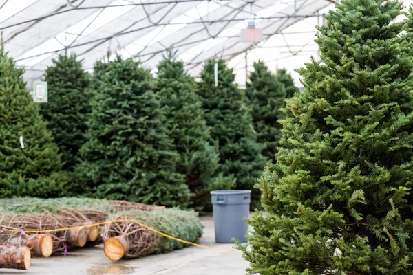 Christmas tree farm — Stock Photo, Image