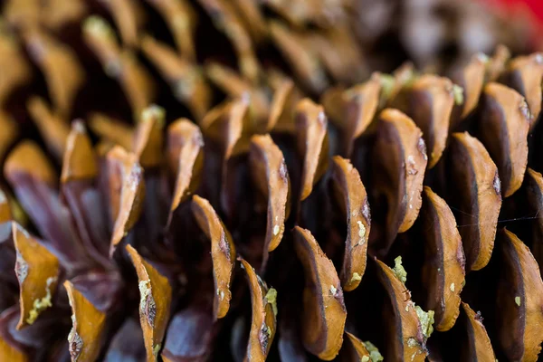 Cones de pinheiro em cesto — Fotografia de Stock