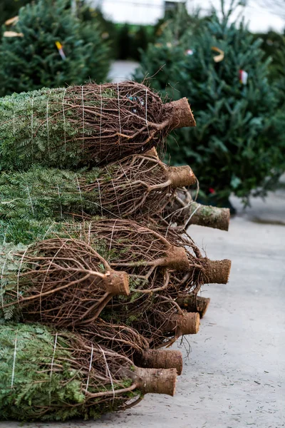 Christmas tree farm — Stock Photo, Image