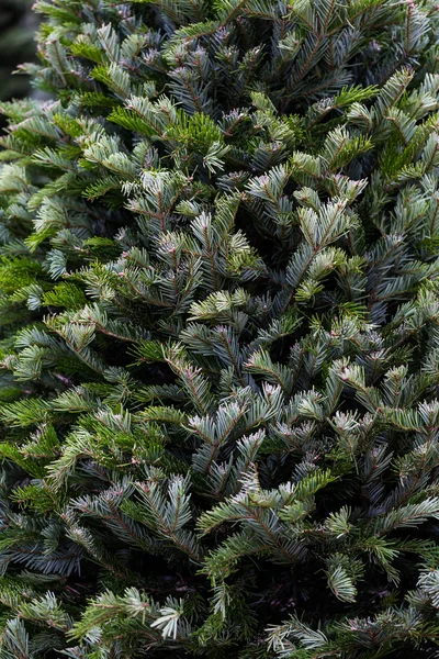 Christmas tree farm — Stock Photo, Image