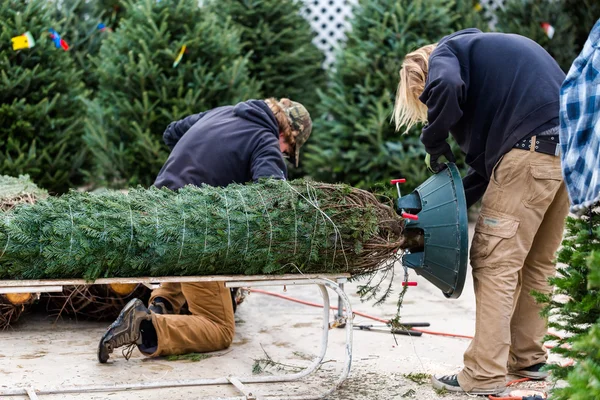 Ferme d'arbre de Noël — Photo