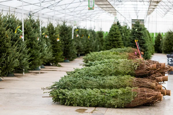 Ferme d'arbre de Noël — Photo