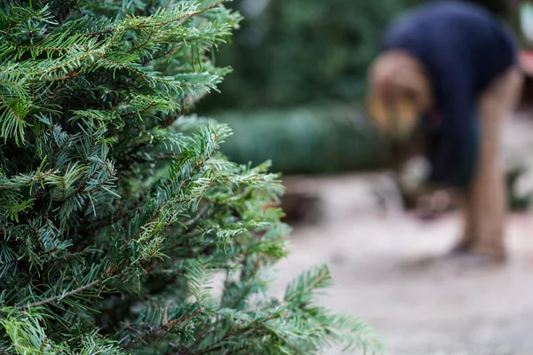 Ferme d'arbre de Noël — Photo