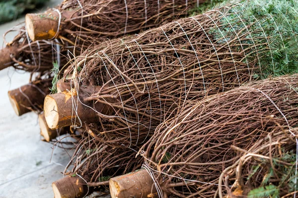 Ferme d'arbre de Noël — Photo