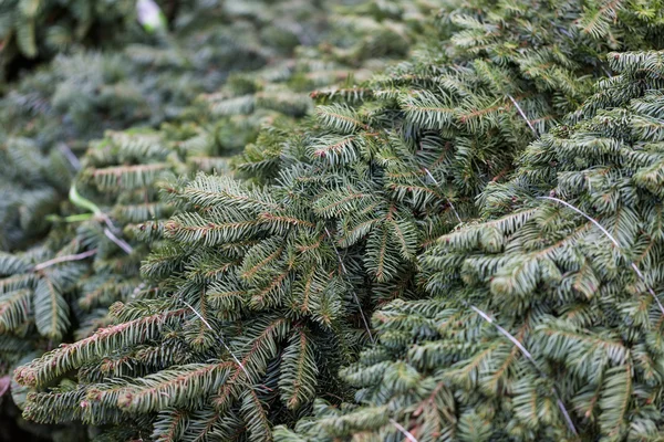 Christmas tree farm — Stock Photo, Image