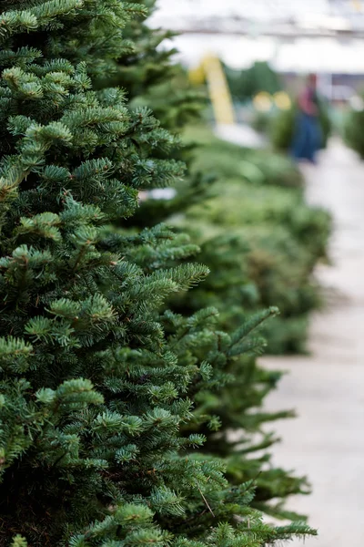 Ferme d'arbre de Noël — Photo