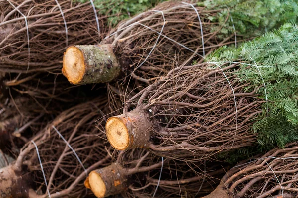 Christmas tree farm — Stock Photo, Image