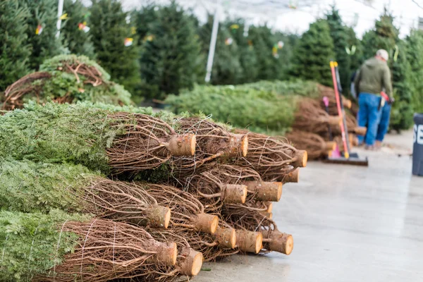 Ferme d'arbre de Noël — Photo