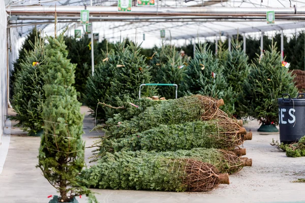 Granja árbol de Navidad —  Fotos de Stock