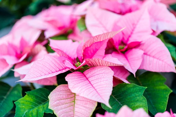 Poinsettia προς πώληση — Φωτογραφία Αρχείου