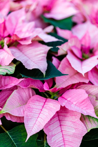 Poinsettia for sale — Stock Photo, Image