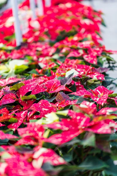 Poinsettia te koop — Stockfoto