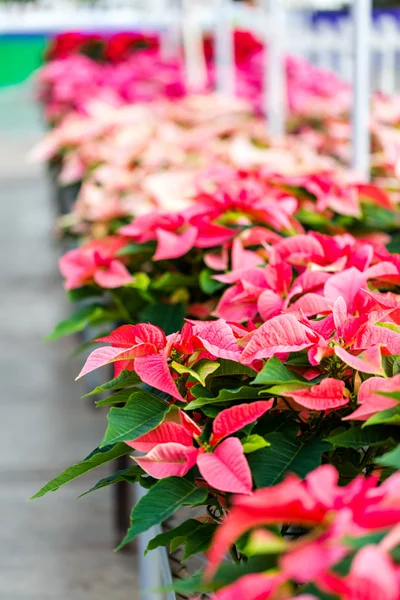 Poinsettia for sale — Stock Photo, Image