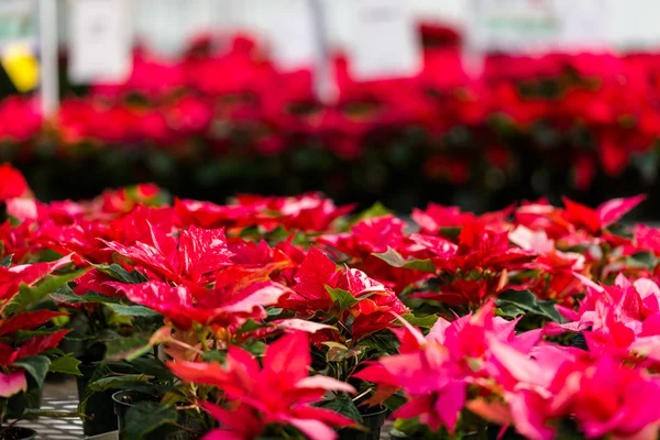 Poinsettia for sale — Stock Photo, Image