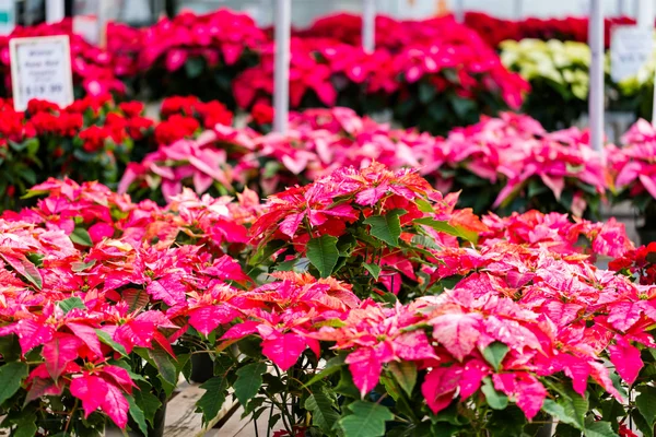 Poinsettia for sale — Stock Photo, Image