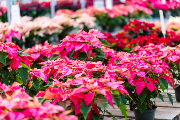 Poinsettia for sale — Stock Photo, Image