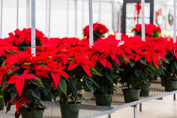 Poinsettia en venta —  Fotos de Stock