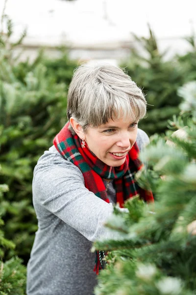 Kerstboom boerderij — Stockfoto