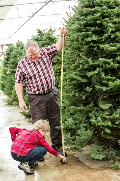 Família selecionando uma árvore para o Natal — Fotografia de Stock