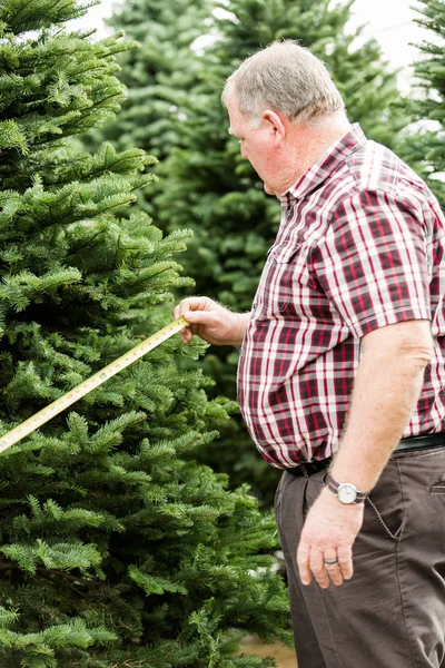 Homem árvore de Natal fazenda — Fotografia de Stock