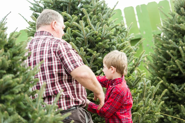 Familie sucht sich einen Weihnachtsbaum aus — Stockfoto