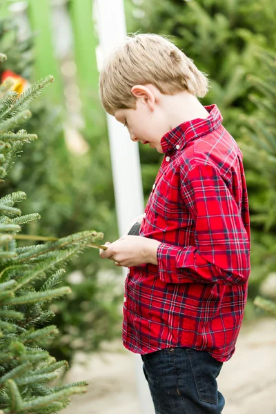 Junge sucht sich einen Weihnachtsbaum aus — Stockfoto