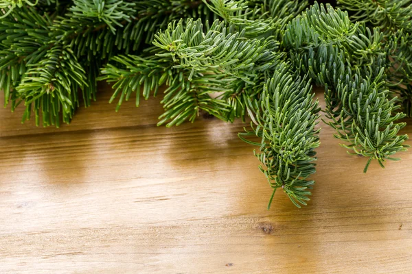 Grenar från levande vintergröna träd — Stockfoto