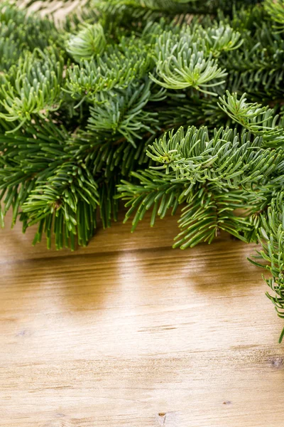 Äste vom immergrünen Baum — Stockfoto