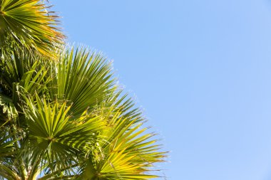 palmiye ağaçları görünümü