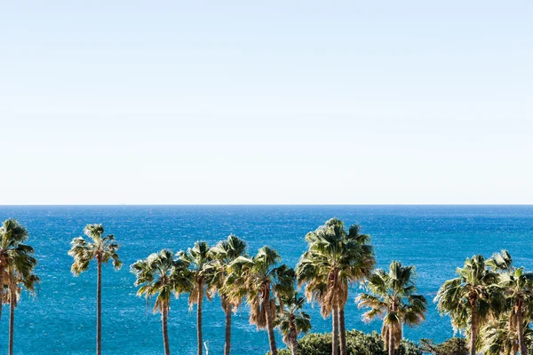 Palm trees view — Stock Photo, Image