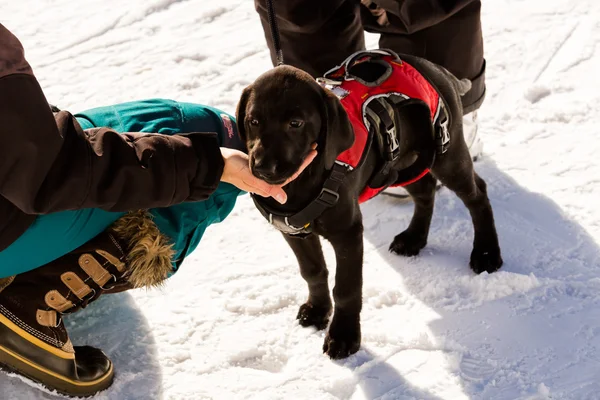 Young ski patrol dog at Ski resort Royalty Free Stock Images