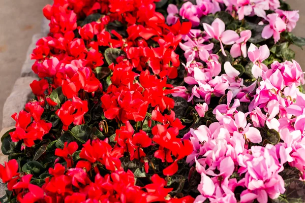 Blooming pink and red flowers — Stock Photo, Image