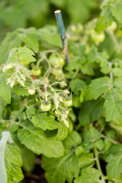 Tomatenanbau aus nächster Nähe — Stockfoto