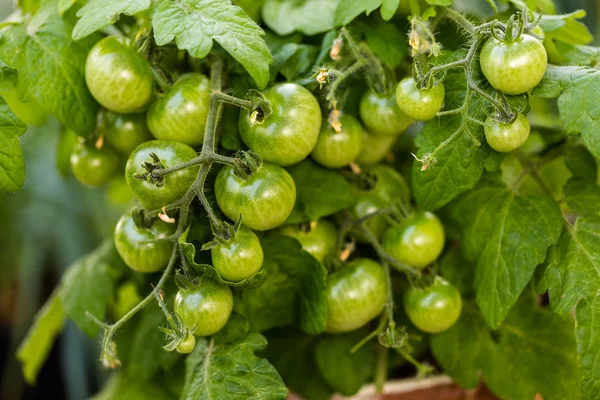 Cultivar tomates de cerca — Foto de Stock