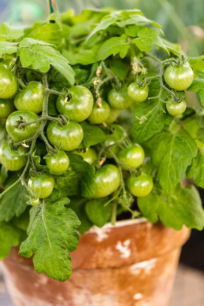 Cultivar tomates de cerca — Foto de Stock