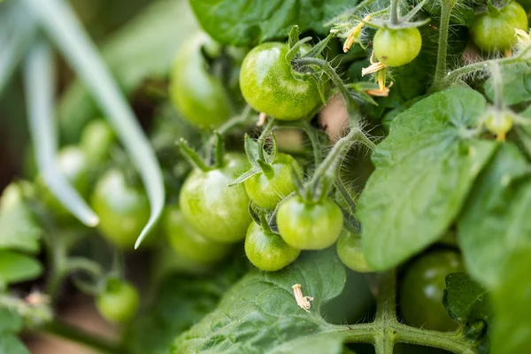 Pěstování rajčat zblízka — Stock fotografie