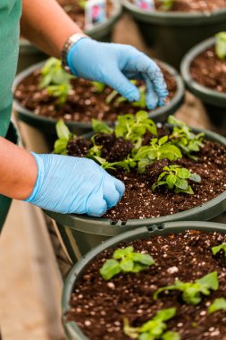 Dikim tencere yakın çekim