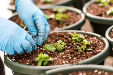 Dikim tencere yakın çekim