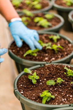 Dikim tencere yakın çekim