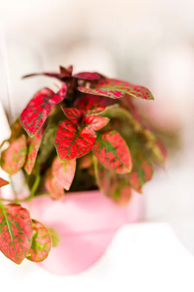 Small red house plant — Stock Photo, Image