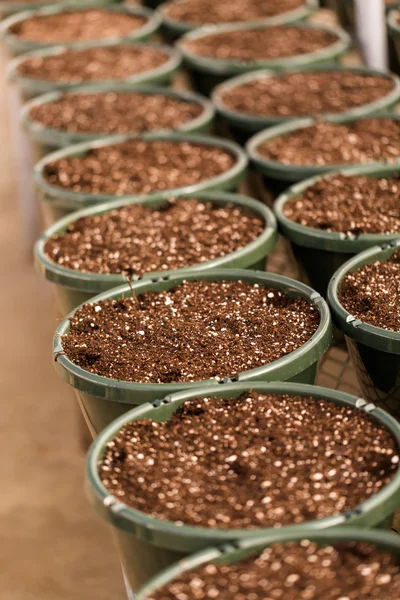 Pequenos vasos de plantação — Fotografia de Stock