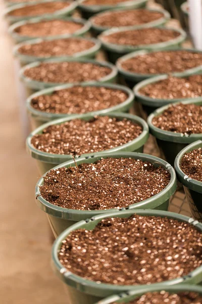 Pequenos vasos de plantação — Fotografia de Stock