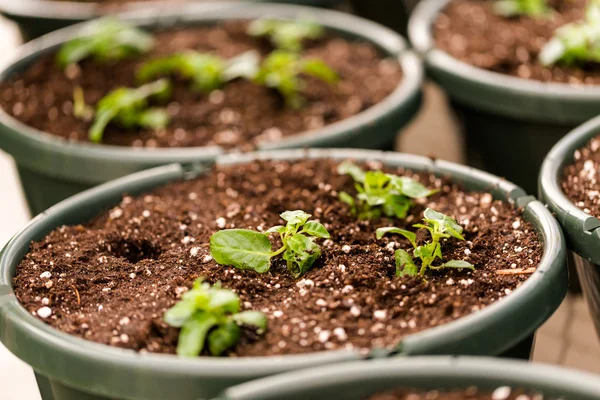 Tidigt på våren plantera krukor — Stockfoto