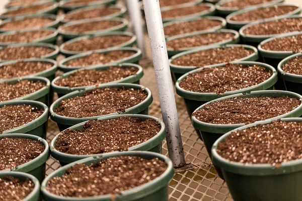 Kleine plantenbakken — Stockfoto