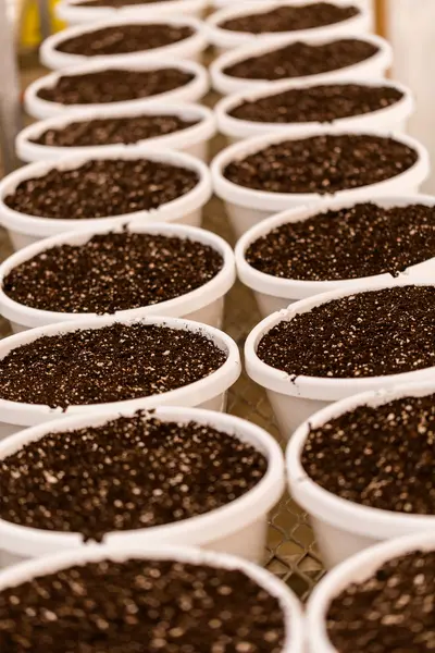 Pequenos vasos de plantação — Fotografia de Stock