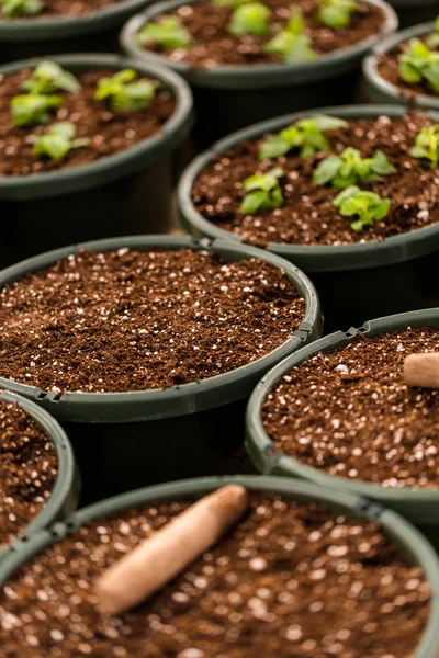 Ollas de siembra de primavera temprana — Foto de Stock