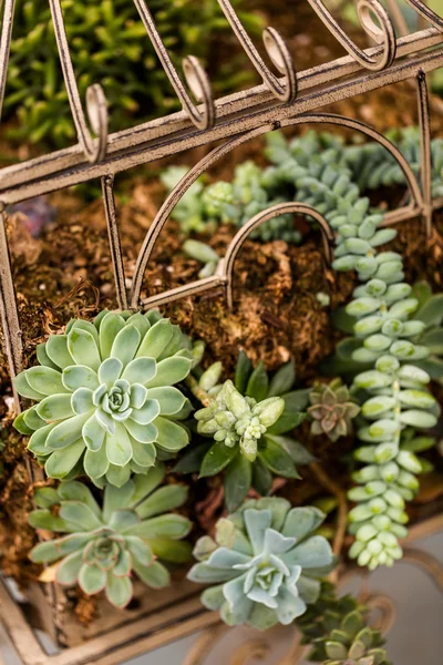 Kleine Zimmerpflanzen — Stockfoto