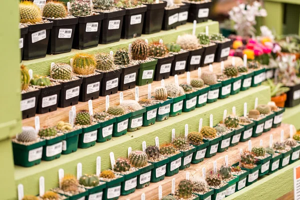 Ряд миниатюрных кактусов — стоковое фото