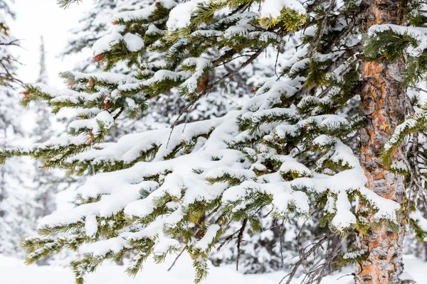 Lyžařský areál na konci sezóny — Stock fotografie