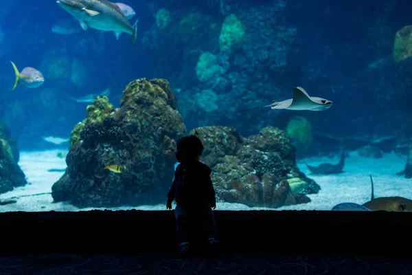 Pige lille barn på fisk akvarium - Stock-foto